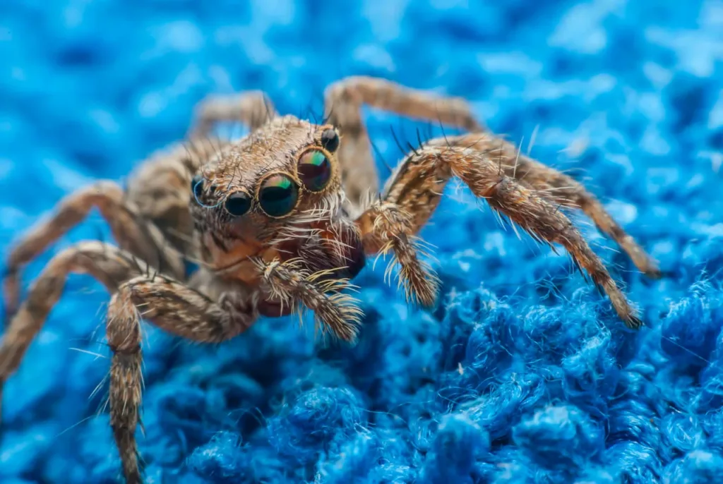 zbliżenie na niebieskie pająki tańczące na niebieskim wełnianym materiale
