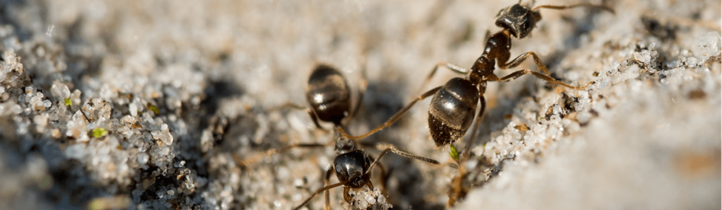 mrówki wędrują na piasku