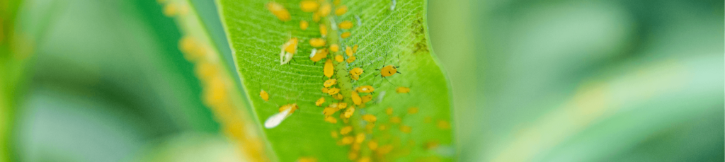 żółte mszyce żerują na zielonym liściu