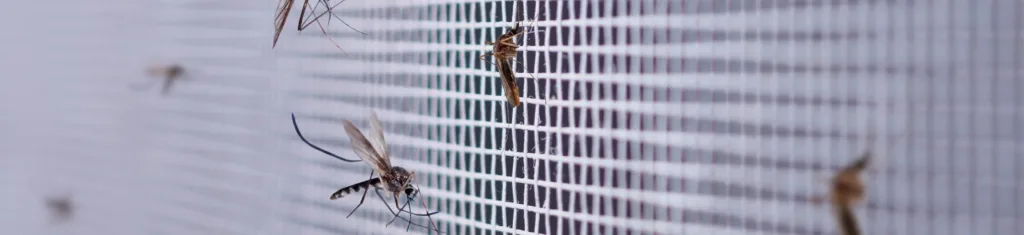 wiele komarów na białej moskitierze zamontowane na oknie
