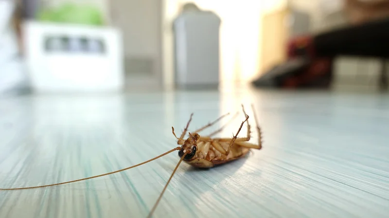 martwy karaluch leżący na podłodze